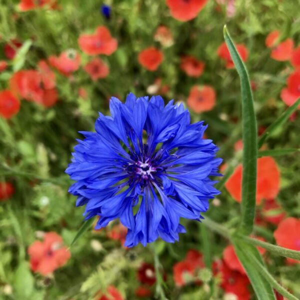 Helderblauwe bloem in het midden van de afbeelding, scherp in focus, met een wazige achtergrond vol papavers