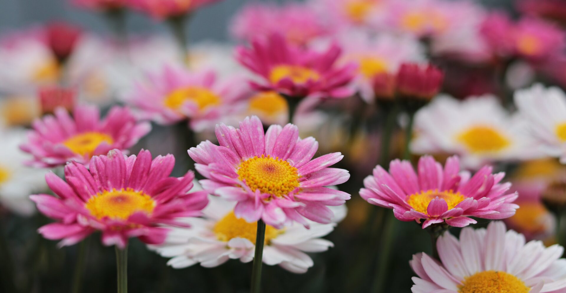 Rozenbloemen op de voorgrond van meer rozen en witte bloemen