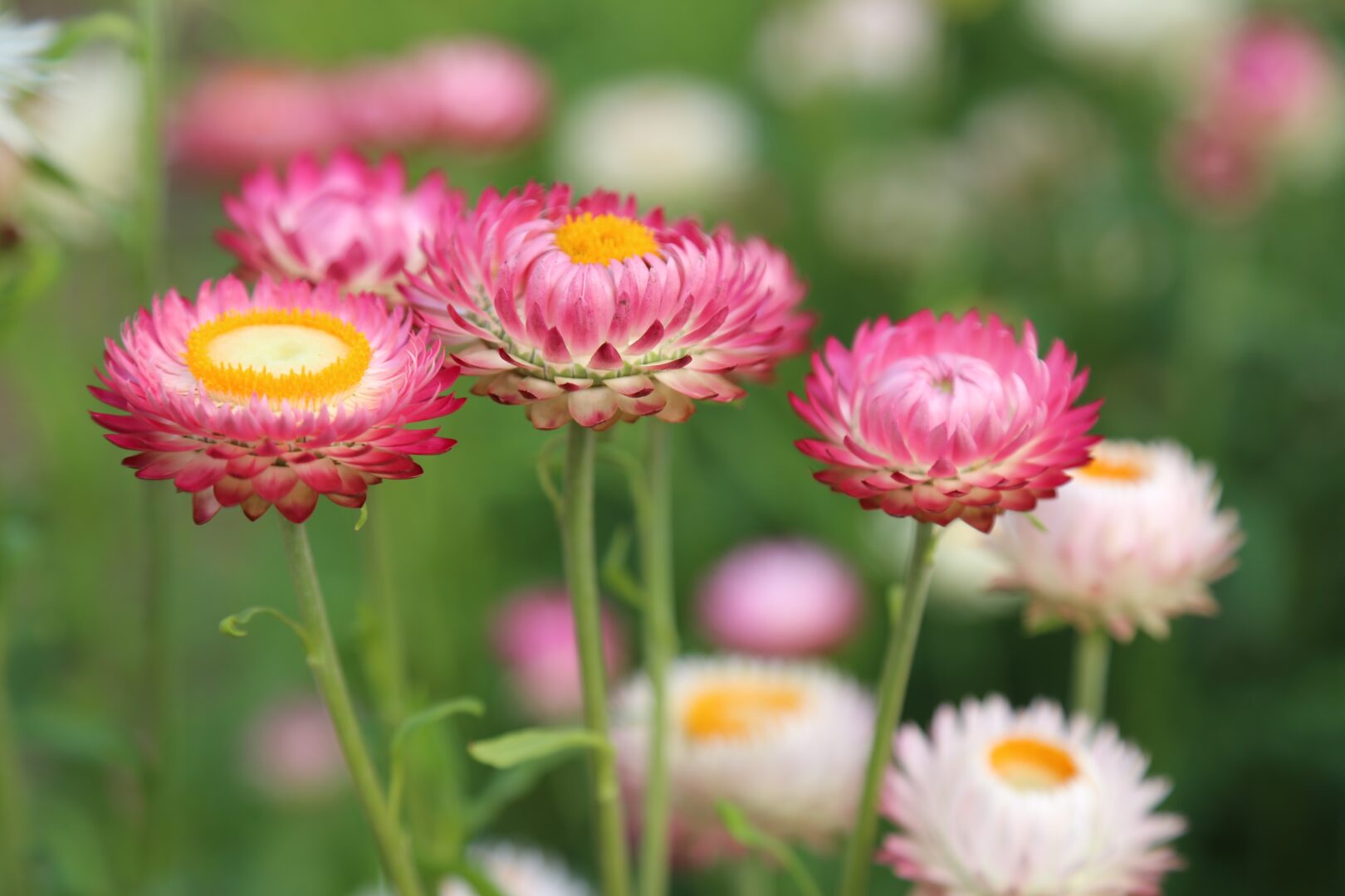 Rozenbloemen op de voorgrond van een groene, wazige achtergrond