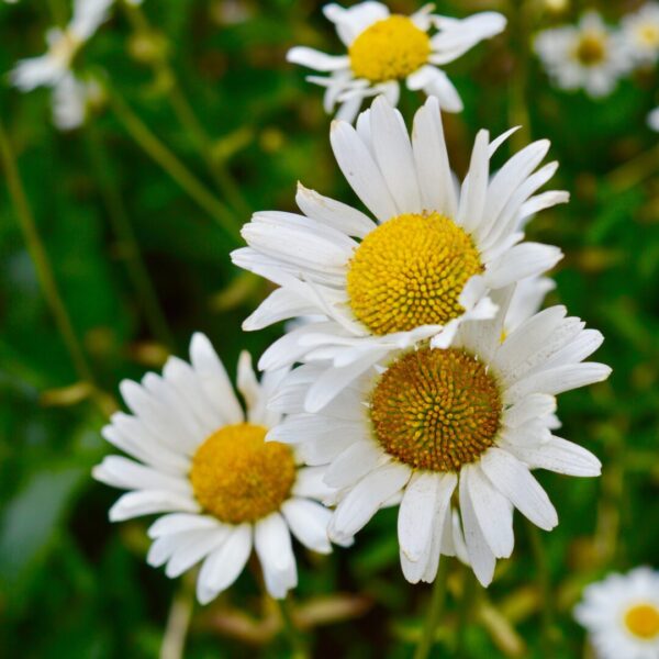 Close-up van margrieten met andere margrieten en gras op een wazige achtergrond